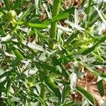 Reseda lutea Blad