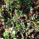 Hippocrepis biflora Libunga