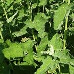 Althaea officinalis Leaf