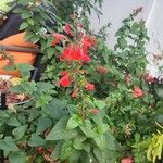 Salvia coccinea Cvet