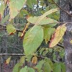 Ostrya virginiana Leaf