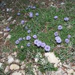 Globularia meridionalis Habit