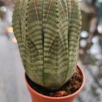 Euphorbia obesa Листок