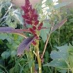 Amaranthus hypochondriacus Outro