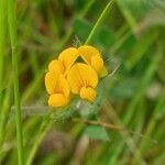 Lotus angustissimus Flower