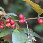 Cremaspora triflora Fruit