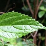 Boehmeria japonica Feuille