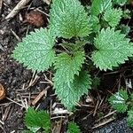 Urtica urens Leaf