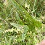 Atriplex hortensis Hoja