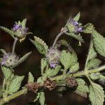 Marsypianthes chamaedrys Hábito