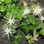 Trichosanthes kirilowii Flower