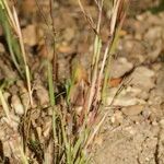 Sporobolus vaginiflorus Natur