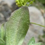 Draba nemorosa पत्ता