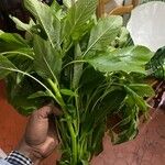 Amaranthus spinosus Leaf