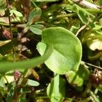 Parnassia palustris 葉