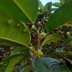 Ficus maxima Folla