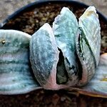 Gasteria pillansii Yaprak