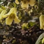 Emmenanthe penduliflora Lorea