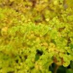 Euphorbia stricta Flor