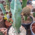 Cereus jamacaru Kůra