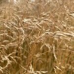 Bromus arvensis Blad