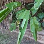 Heliconia rostrata Leaf