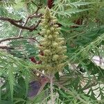 Ambrosia artemisiifolia ᱵᱟᱦᱟ