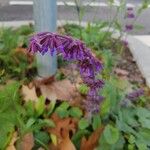 Salvia verticillata Blüte