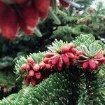 Abies pinsapoFrukt