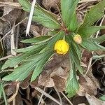 Anemone ranunculoides Leaf