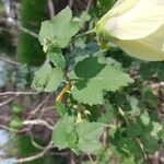 Hibiscus vitifolius Hoja