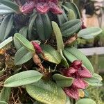 Bulbophyllum longiflorum Květ