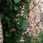 Heuchera rubescens Celota