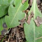 Taraxacum obovatum Blad