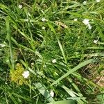 Stellaria graminea Blüte