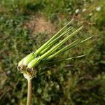 Erodium moschatum Fruit