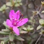 Rhododendron setosum Habit