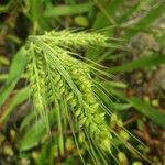 Echinochloa crus-galli Blomst