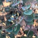 Euphorbia terracina Levél