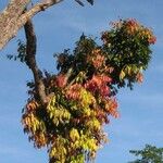 Saraca indica Blad