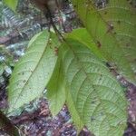 Sloanea garckeana Φύλλο
