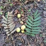 Sorbus domestica 叶