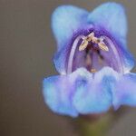 Penstemon leiophyllus 花