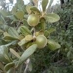 Diospyros texana Плод