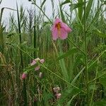 Kosteletzkya pentacarpos Fleur