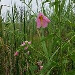 Kosteletzkya pentacarpos Flower