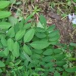 Indigofera decora Folha
