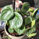 Peperomia argyreia Leaf