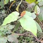 Solanum betaceum Leaf