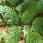 Rubus macrophyllus Blad